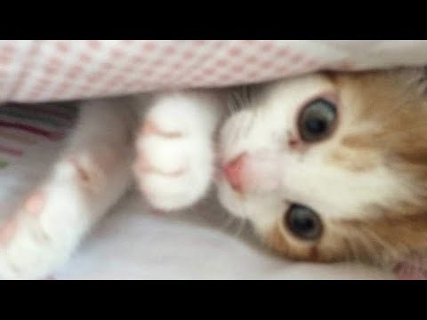 ᶻz kitten beauty subliminal