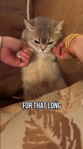 🧠Do cats remember their owners forever😺💕