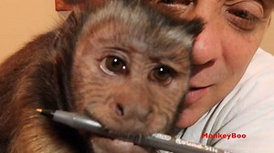 4.1K views · 201 reactions | MonkeyBoo is a little artist  | MonkeyBoo | Facebook