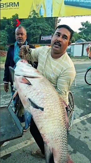 দৌলতদিয়ায় ১৯ কেজি ওজনের বড় কাতল মাছ; নিলামে বিক্রি ৫৩,২০০ টাকায় | Cuttlefish Fish Catch | Daulatdia