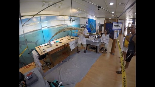 3.5K views · 79 reactions | Dwarf sperm whale articulation in 135 seconds! Though rarely seen in the wild, one specimen of the species can now be studied by visitors to the Charles Darwin Research Station. (Another highlight from our recent Galápagos work with @Charles Darwin Foundation.) | California Academy of Sciences | Facebook