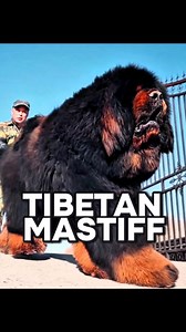 TIBETAN MASTIFF | INFO UNIK
