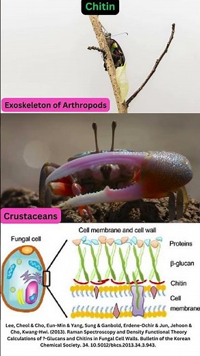 Difference between Cutin and Chitin #Cutin #Chitin #Biology #Plants #Fungi #Mycology #Nature