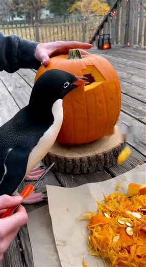 Penguin's Perfect Pumpkin Carving Tutorial! 🐧🎃 #halloweentutorial #penguin #funny