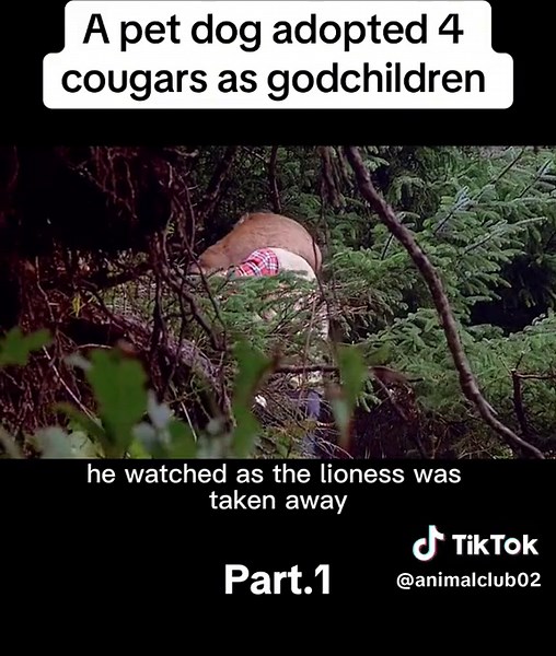 Heartwarming Story of a Pet Dog Rescuing Four Cougars | Benji the Dog Movie