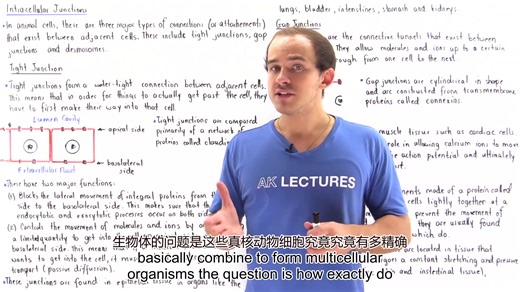 【中英】紧密连接 缝隙连接 桥粒 Tight Junctions, Gap Junctions and Desmosomes 细胞生物学 组织学