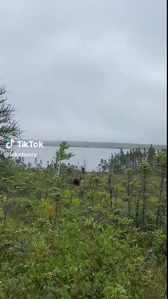 Newfoundland Moose Hunt #newfoundland #moose #fyp