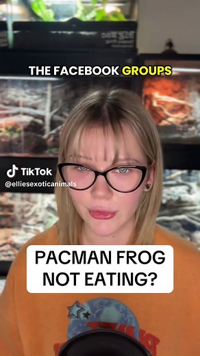 Pacman Frog Care: Fix Stopped Eating and Moving