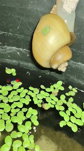 Apple Snails Breeding #applesnail #fishpond