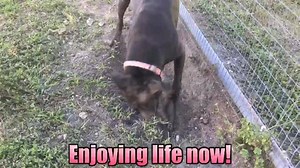 Found in December, she barely weighed 30 pounds, covered in wounds, look at her now! She’s the happiest, silliest, most energetic dog at the shelter! ISABELLA is waiting for someone to love her and give her a chance. Meet her at Collier Domestic Animal Services Mon-Sat 10-6 bring your dog to meet her🐾💕 | Collier DAS Dogs -by volunteers