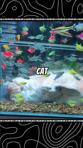 Cat + Fish Tank = The Most Relaxing Nap Ever! 🐱🐟 #SHORTS