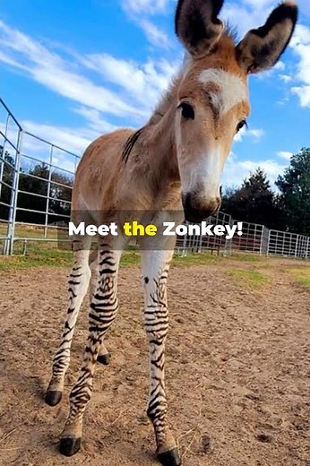 Meet the Zonkey: Nature's Quirky Hybrid!