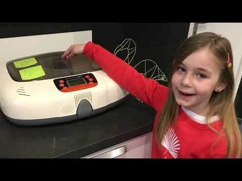 sauvetage bébé perruche grand alexandre, nos petits trucs pour que tout se passe bien