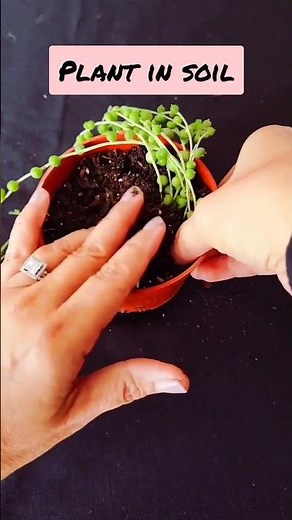 how to propagate string of pearls