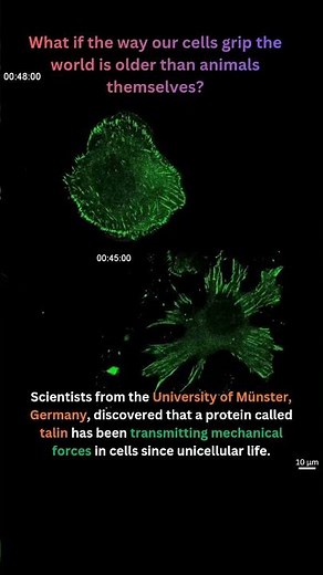 Ancient Molecular Forces: How Talin Shaped Cell Adhesion Across Eukaryotic Evolution