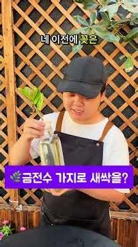 🌿금전수 가지로 새싹을?!👀 비밀 비법 공개! 지금 확인해보세요!💡 댓글로 알려주세요!👇