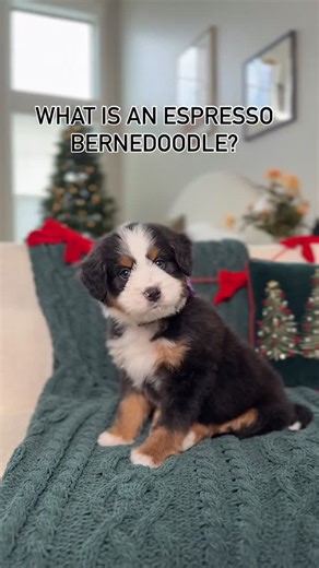 Rocky Road Doodles on Instagram: "Not tri, not chocolate… but espresso. Have you ever seen an espresso Bernedoodle? 👀☕️ - - - #bernedoodles #bernedoodlepuppies #minibernedoodles #mediumbernedoodles #multigenbernedoodles #tricolorbernedoodle #chocolatebernedoodle #merlebernedoodle #espressobernedoodle #puppylove #doodlepuppies #cutepuppies #puppiesofinstagram #puppydaily #puppygram #dogsofinstagram #furryfriends #petsofinstagram #puppylife #puppyvibes #puppyvideos #puppydelight #puppiesoftheday 