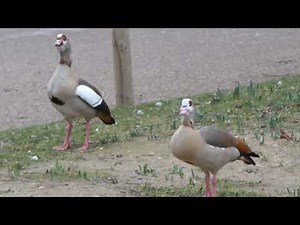The calls of male and female Egyptian Geese