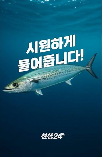 “지금 삼치, 미쳤다!” #선상낚시 #삼치낚시