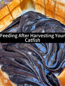 19K views · 224 reactions | Feeding after harvesting your catfish . ....