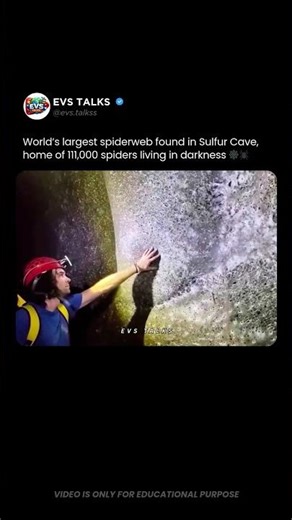 World’s Largest Spider Web Found in a Dark Cave 😳🕷️