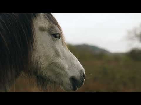 Wales' stunning nature reserves