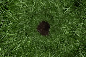 These Are The Critters That Are Making Small Holes In Your Lawn Overnight