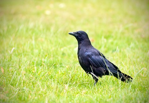 Carrion crow | The Wildlife Trusts
