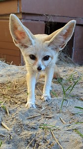 53 reactions · 3 comments | It's Fern Friday and how could you not be in love with this little sweetheart!? Catch a lovely look at her on an Encounter Tour when we open in April! ❤️力❤️ 험혅헽헹헼헿헲 헼혂헿 헪헜헟헗 헲혅헽헲헿헶헲헻헰헲혀 헮혁: www.CoastalWilds.org/book #Fern #Fennec #FennecFox #Friday #Love #FernFriday #AnimalAmbassador #WildlifeEducation #EncounterTour #GetWild | Coastal Wilds | Facebook