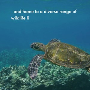 1K views · 88 reactions |  Good news! The Whitsundays has become...