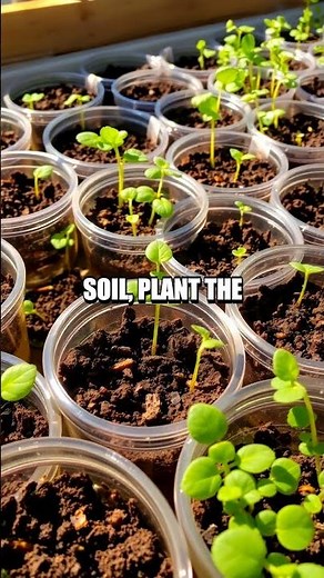 The Mysterious Seed Sprouting Experiment