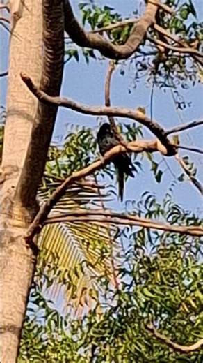 Bird Sitting on Tree | Relaxing Nature Video #birds #birdview #nature