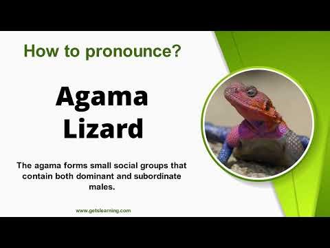 How to pronounce (Agama Lizard) Correctly in English