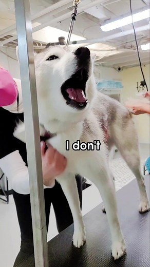 Dramatic Husky Compilation: Funny Moments at the Groomers