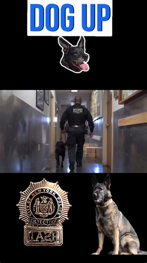NYPD Police K9 | Police K9