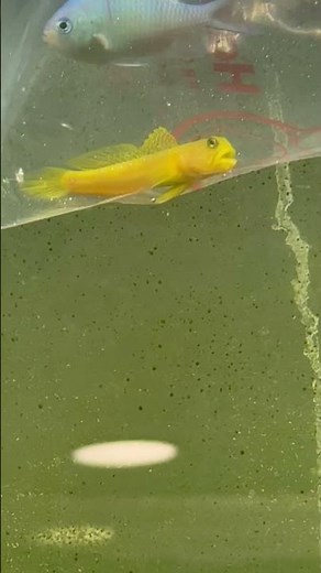 Petco FireSale! New Fish Haul!