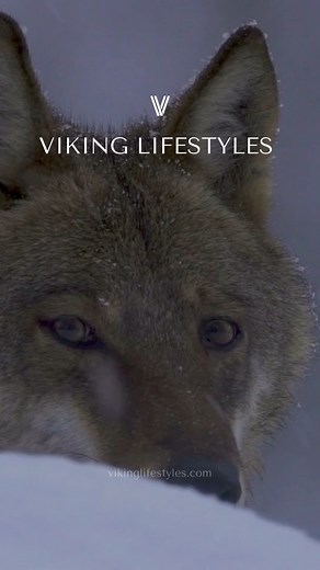 8.1K views · 263 reactions | ⚔️#wolves #norsemythology | Viking Lifestyles | Facebook