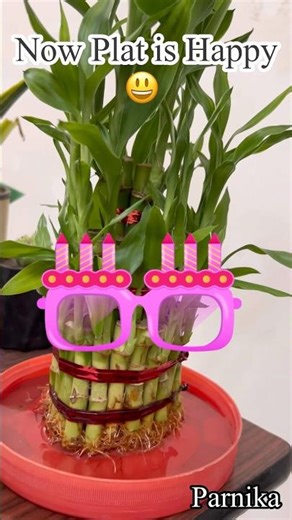 Story of Lucky Bamboo How to protect lucky bamboo plants if lucky bamboo is yellowing plants #garden