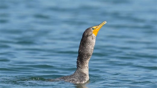 Cormorant Eating Fish 2025 | My Cormorant