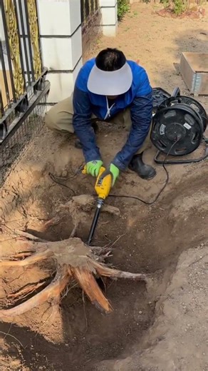 the process of removing hard tree roots in the ground #youtubeshorts #trending