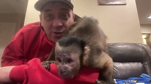 Capuchin MonkeyBoo let’s his little brother MonkeyHappy take over for a live stream! Watch MonkeyHappy play and have some fun! Checkout how I have he has grown and maybe even a new trick! #monkeyboocrew | MonkeyBoo