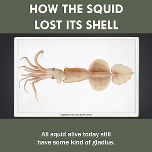 How the Shell Became the Squid's Greatest Weakness 🦑 | Eons • PBS