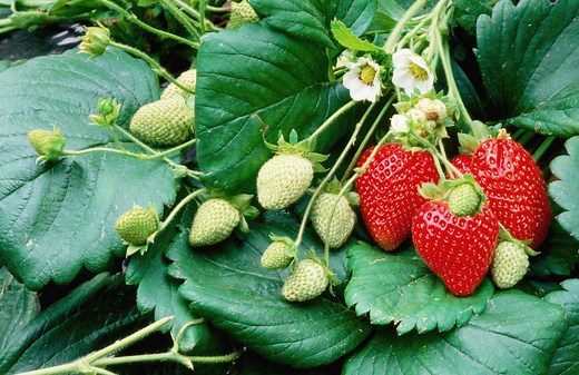 The 24 Easiest Vegetables, Fruits, and Herbs for Beginners to Grow