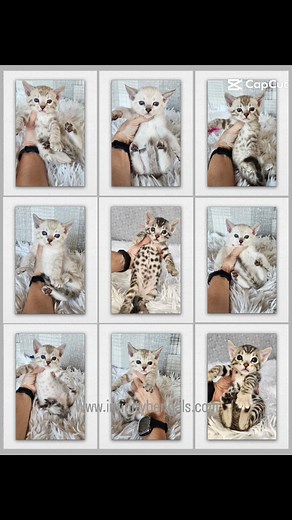 87 reactions · 9 comments | This adorable group of Bengal kittens will be ready just in time for the holidays. Our waiting list is growing fast, don't miss out on holiday kitten cuddles!  Can't wait for our waiting families to start picking their babies! 勺 #bengalkitten #Arizona #hypoallergenic #kittenlove #TICA #infinitybengals #bengallife #exoticcat #beautiful #instagood #HealthGuarantee | Infinity Bengals | Facebook