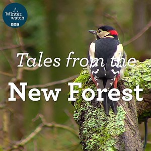 93K views · 3.9K reactions | We have loved being able to watch our New Forest cameras this Winterwatch and the the whole cast of characters that have turned up day and night. Here are some of our highlights. ❄️懶 Don’t forget you can still catch all the latest action from our wildlife cameras LIVE until 9pm tonight on the BBC Winterwatch website! What has been your favourite moment from our live wildlife cameras? #Winterwatch ❄️ | BBC Springwatch | Facebook