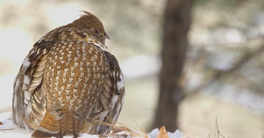This American Land:Ruffed Grouse #1, Nature Based Solutions, Sustaining Snapper, Raptor Cam Season 13 Episode 3