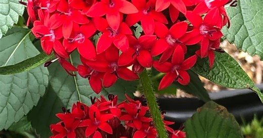 Geek out on all things gardening at Festival des Fleurs