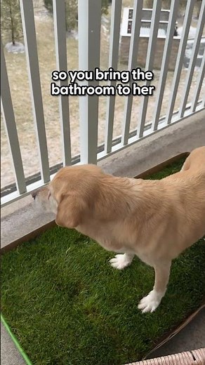 Real Grass Puppy Pee Pads For Your Dog | The Pack