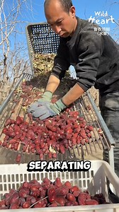 Harvesting Dried Jujubes #jujube #farminglife #horticulture | Wild Heart