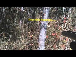 Shotgun Hunting - Running Dogs - Real Life Deer Hunting